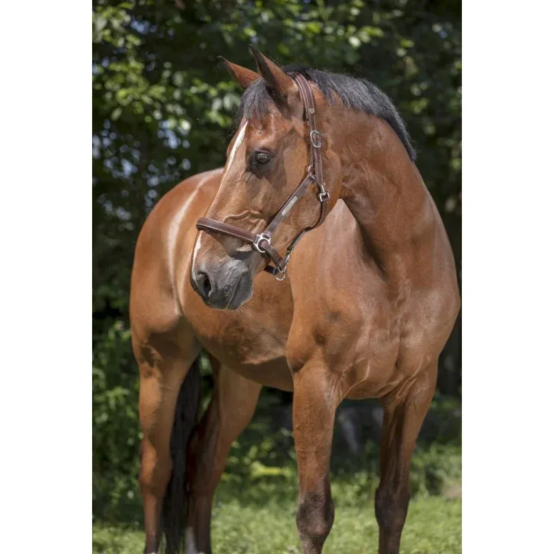 NORTON – LICOL GROOMING – Image 2